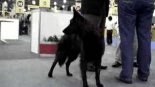 Dutch Shepherd Dog Longhaired [upl. by Anual]