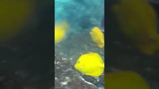 Kahalu’u snorkeling Big￼ island [upl. by Daas124]