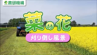 農研機構 東北農業研究センター 菜の花の刈り倒し風景 [upl. by Rammus27]