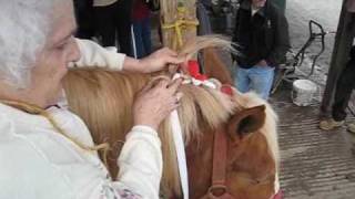 How To Braid Draft Horse Mane and Tail for Show [upl. by Einneb]