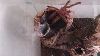 Avicularia minatrix hunting [upl. by Idnem11]