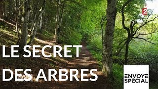 Envoyé spécial Le secret des arbres  26 octobre 2017 France 2 [upl. by Llerrad794]