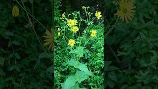 Cup Plant Silphium perfoliatum in Sunflower Family Asteraceae  Observed in Description [upl. by Ivan]