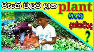 Plant ගැන ගොඩක් දේවල් දැනගන්න  plant tank sinhala  plant fish aquarium  sinhala [upl. by Turmel]