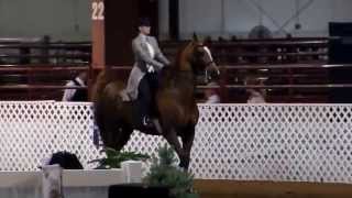 Ellie at 2013 Indianapolis Charity Horse Show in Cloverdale Indiana [upl. by Neo]