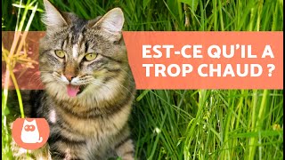 MON CHAT RESPIRE FORT et HALÈTE beaucoup🐱👅 Causes et quoi faire [upl. by Savadove816]