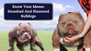 Why Inbred quotSmashed And Slammedquot Bulldogs Are Memeworthy And Controversial [upl. by Eltsirc619]