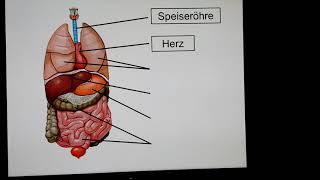 Wo sind unsere Organe im Körper [upl. by Ariella]
