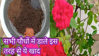 सभी पौधों में डाले इस तरह से ये खाद आयेगी अनगिनत फूल ll plant care tips ll organic fertilizers [upl. by Ahsiemak856]