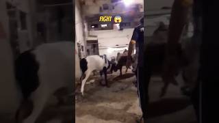 khatarnak bachray 😱shorts ytshorts cowvlog youtubeshorts viral cattlefarm cowandbull [upl. by Notxap]