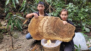 Mining giant honeycombs Oh quite a few bee pupae An amazing gift from nature [upl. by Vera904]