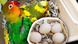 Can a LoveBird Breed with a Budgie    Is it gonna Work [upl. by Anisah]