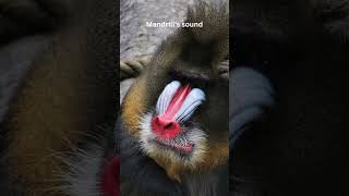 Mandrill’s sound [upl. by Gerstner]