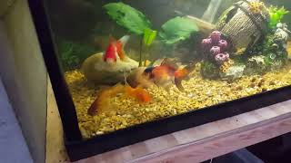 Oranda Goldfish [upl. by Drofniw]