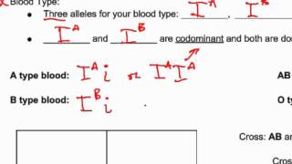 86 Codominance and Multiple Alleles [upl. by Beal]