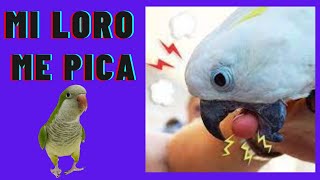 🦜👉 Mi loro me pica ¿por qué lo hace Como hacer para evitarlo [upl. by Itirahc]