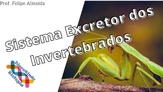 Aula de Sistema Excretor dos Invertebrados [upl. by Nylrehs]