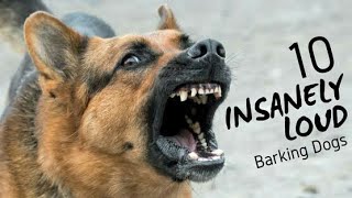 1 HOUR DOG BARKING SOUND COMPILATION [upl. by Inajna427]