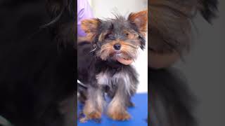 A cute Yorkshire Terrier puppy First grooming ✂️❤️🐶 So cute [upl. by Dory274]