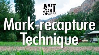 Ant Course Presents Markrecapture Technique [upl. by Wylie725]