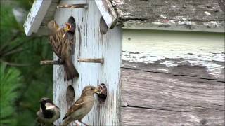 House Sparrow Feeding Babies [upl. by Hagile]