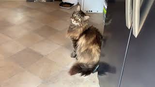 Big Maine Coon Cat Talking To Owner [upl. by Acimad]