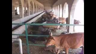 smedaorg SME Model Dairy Farm 23 June 2009 Lahore Pakistan [upl. by Wiggins]