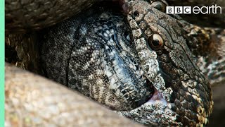 Iguana vs Snakes Full Clip  Planet Earth II  BBC Earth [upl. by Rooker]