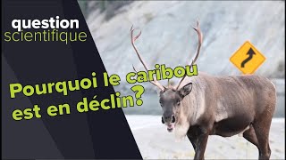 Le caribou estil en péril   Question scientifique [upl. by Eimyaj]