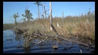 MARYLAND MARSH EXCURSION BY ARGO [upl. by Tillo]