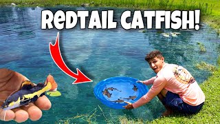 BUYING BABY REDTAIL CATFISH For My BACKYARD POND [upl. by Darrell]