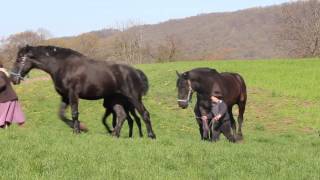 Lykens Valley Percheron Farms 2013 Colts [upl. by Verner]