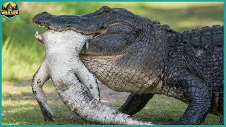 Fatal Moments When Crocodiles And Alligators Eat Their Own Kind [upl. by Yrad888]