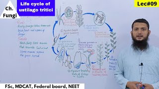 Life Cycle of Ustilago tritici  Disease Cycle of loose Smut of Wheat [upl. by Annoyt9]