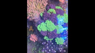 I created a Stylophora Forest in my Reef Tank [upl. by Liatnahs]