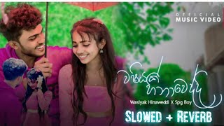 Washiyak Hinaweddi  වශියක් හිනාවෙද්දි  Slowed Reverb  MindLk Slowed  Spgboy SPGBoyOfficial [upl. by Pampuch613]