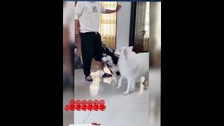 Dogs imitating in owner funny comedy Kalakkal comedy moments trendingshorts dogleg funny [upl. by Notreb]