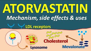 Atorvastatin  Mechanism side effects and uses [upl. by Welbie]