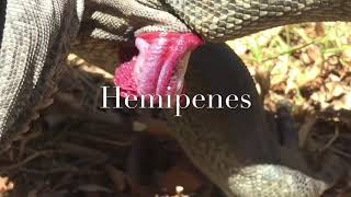 Hemipenes [upl. by Hploda]