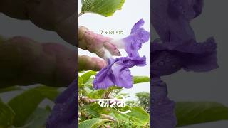 कारवी  wildflowers blooms after 78 years 🪻flowers wildflowers ytshorts [upl. by Einal203]