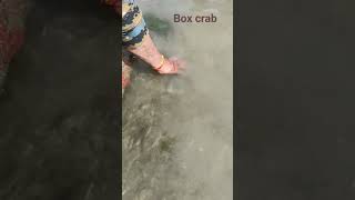 Box crab🦀Narara marine island boxcrabviralnararaisland shortsjamnagarbeach marinecreatures [upl. by Portwin616]