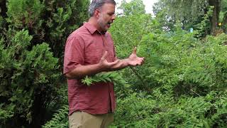 Beautyberry Callicarpa dichotoma  Plant Identification [upl. by Nylyrehc772]