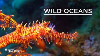 The weird world of seahorses and pipefish [upl. by Zulema]