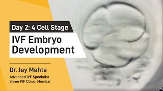 IVF Embryo DevelopmentDay 2  Embryo Journey 4 Cell Stage  Time Lapse Imaging Part 2 Dr Jay Mehta [upl. by Ishmael]