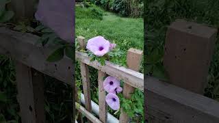 Common Morning Glory Ipomoea purpurea [upl. by Mcclish]