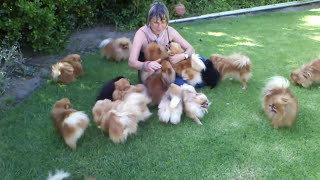 Pomeranians very HAPPY to see mom when she came back  Anjula Pomeranians Toypoms [upl. by Wilfred473]