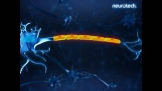 Basics 3 Schwann Cells neurotech [upl. by Buderus]