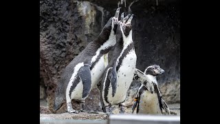 Milwaukee County Zoo has penguins fill in on Groundhog Day Did they see their shadow [upl. by Ennelram916]