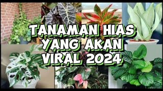 Tanaman Hias Viral 2024 tanaman tanamanhias tanamanviral [upl. by Eima]