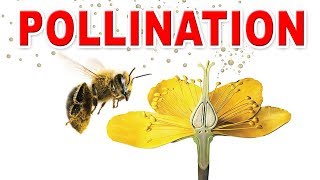 Fertilization in flowering plants  Pollination I Selfpollination  crosspollination  Home Revise [upl. by Cob]